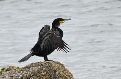 Cormorant