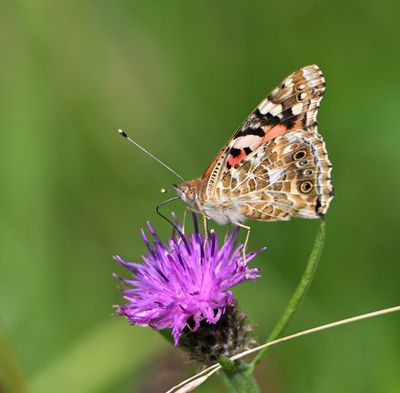 Painted Lady