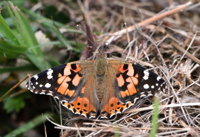 Painted Lady