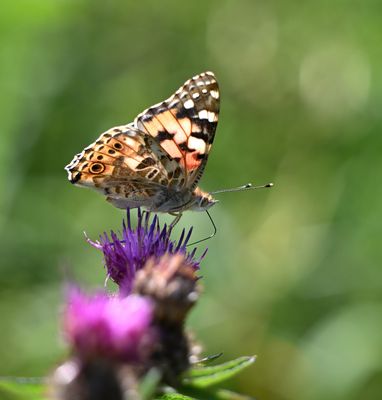 Painted Lady