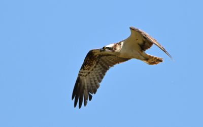 Osprey