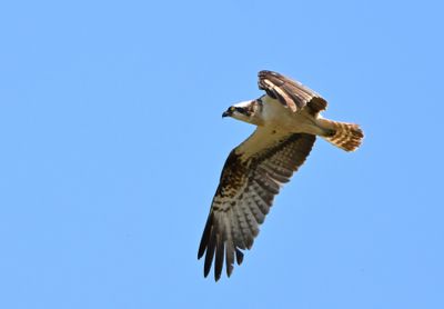 Osprey