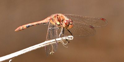 Common Darter