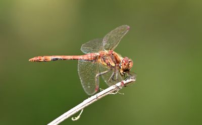 Common Darter