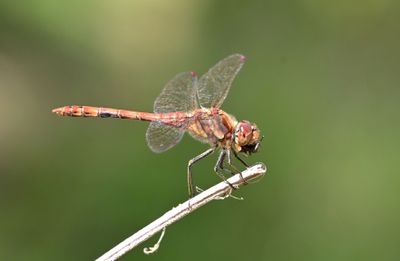 Common Darter
