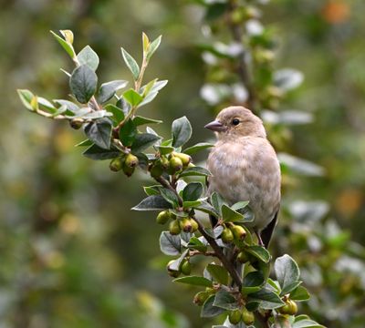 Chaffinch