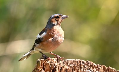 Chaffinch