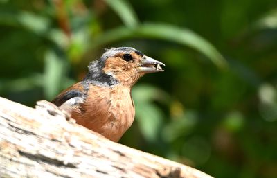 Chaffinch