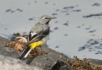 Grey Wagtail