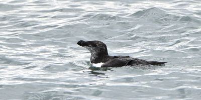 Razorbill
