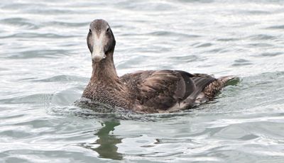 Eider