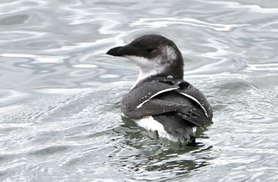 Razorbill
