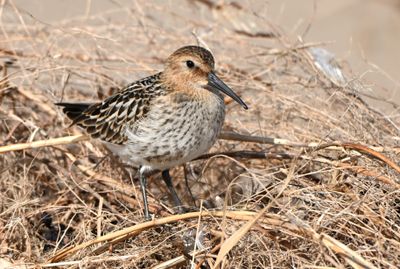Dunlin
