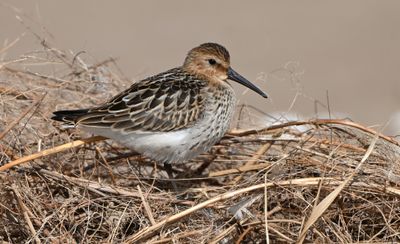 Dunlin