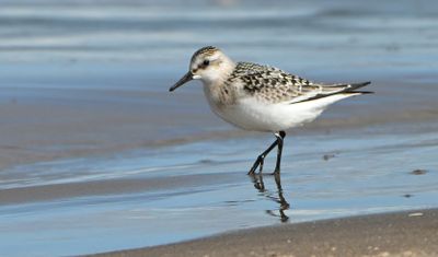 Sanderling