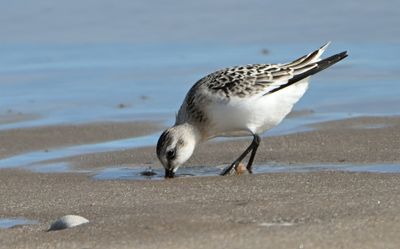 Sanderling