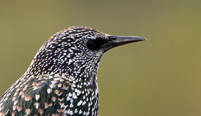 Starling