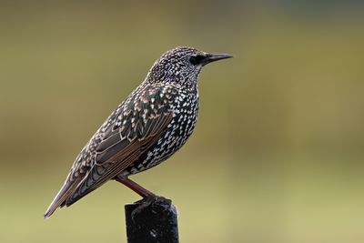Starling