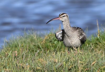 Whimbrel