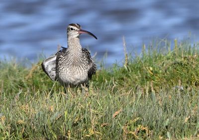 Whimbrel