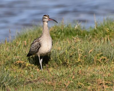 Whimbrel