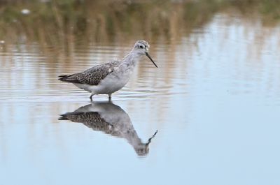 Marsh Sandpiper