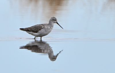 Marsh Sandpiper