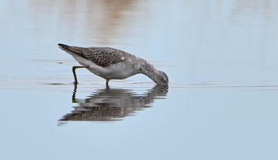 Marsh Sandpiper