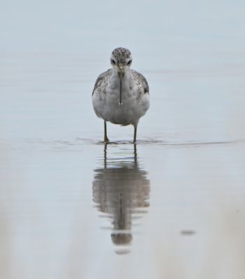 Marsh Sandpiper