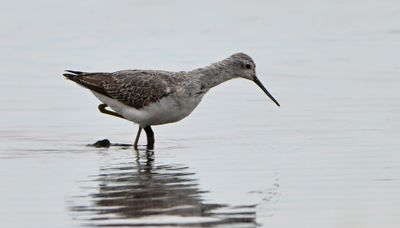 Marsh Sandpiper