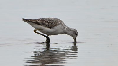 Marsh Sandpiper