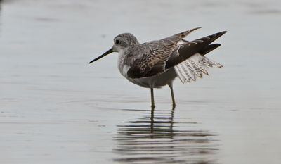 Marsh Sandpiper