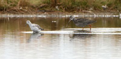 Marsh Sandpiper & Spotted Redshank