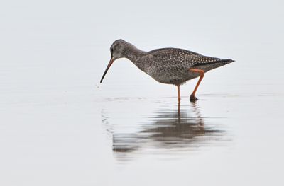 Spotted Redshank