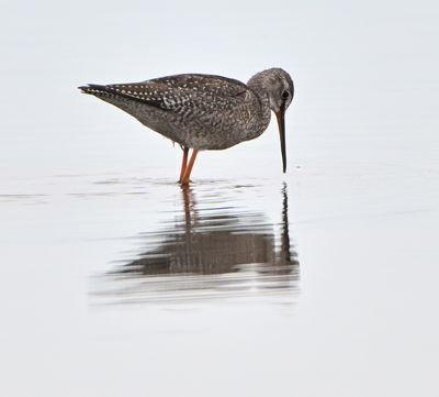 Spotted Redshank