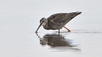 Spotted Redshank