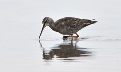 Spotted Redshank