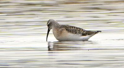 Curlew Sandpiper