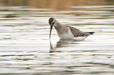 Curlew Sandpiper