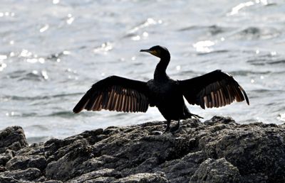 Cormorant
