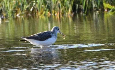 Greenshank