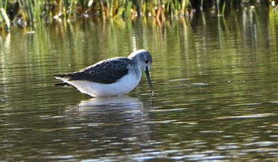 Greenshank