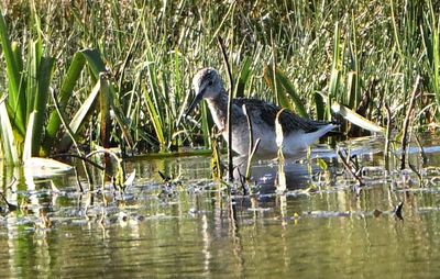 Greenshank