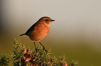 Stonechat