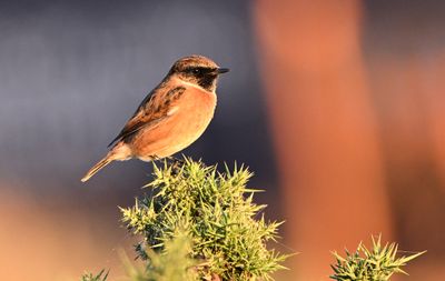 Stonechat