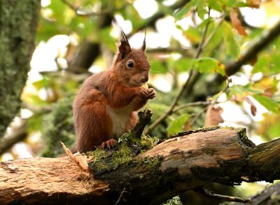 Red Squirrel