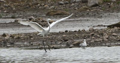 Great White Egret