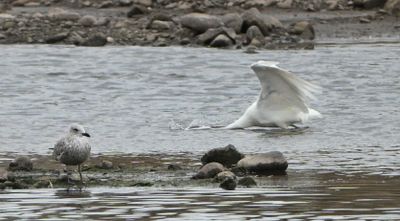 Great White Egret