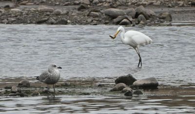 Great White Egret