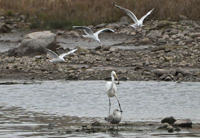 Great White Egret